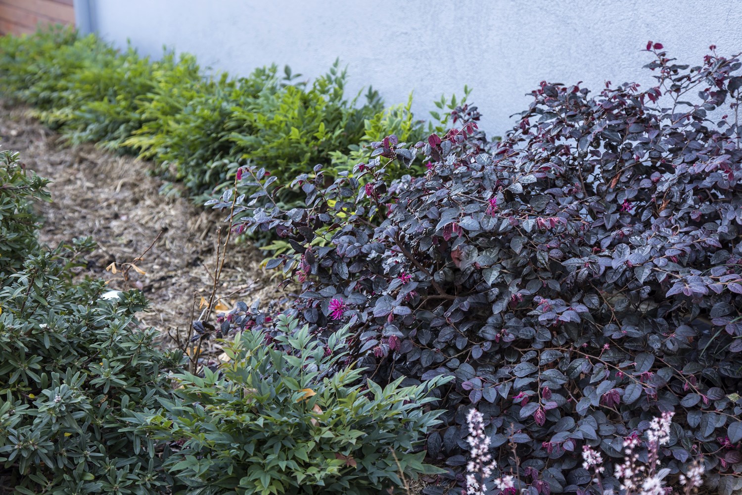 Website/Plants/935060317/Images/Gallery/L.Plum Gorgeous-2b.0.jpg